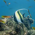 costa-rica-snorkeling-eco_rsz