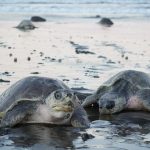 costa-rica-turtles