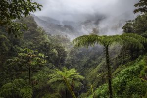 rsz_costa-rica-rainforest-ttn8_rsz